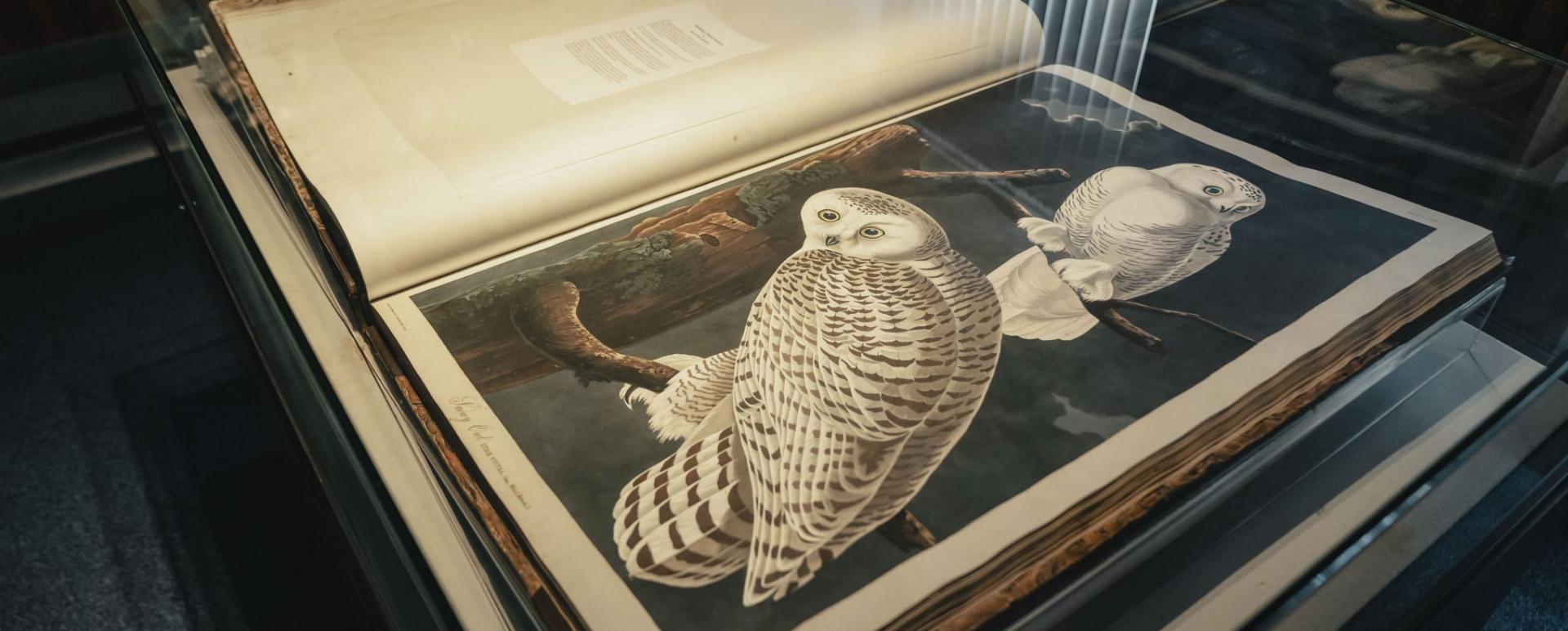 A page from the Birds of America book